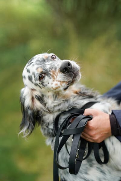 Pepper  Englischer Setter sucht sein Zuhause