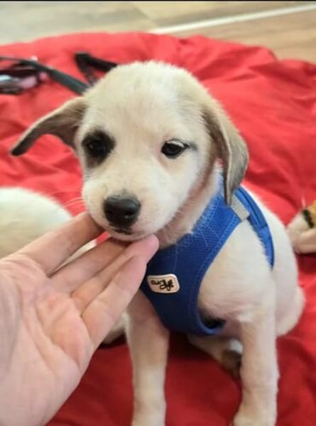 Kleiner Zuckerschock gefällig? Hier kommt Hailey!