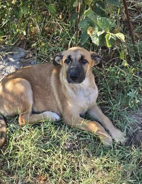 Kleine Rosie sucht ihr großes Glück-ein liebevolles Zuhause