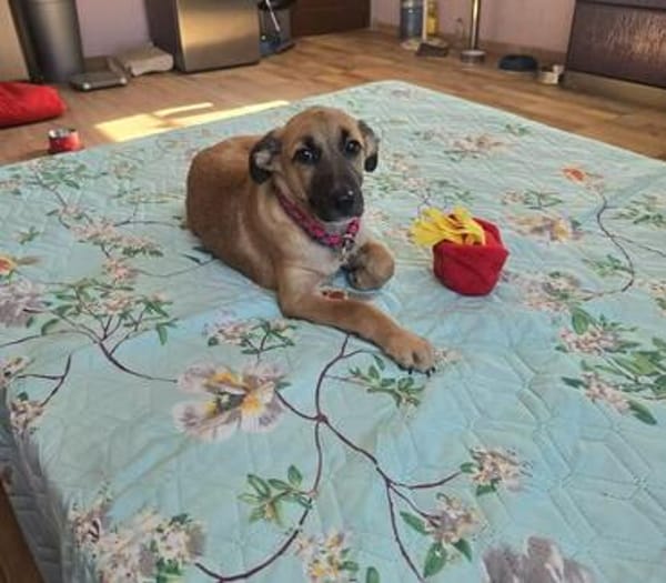 Kleine Rosie sucht ihr großes Glück-ein liebevolles Zuhause