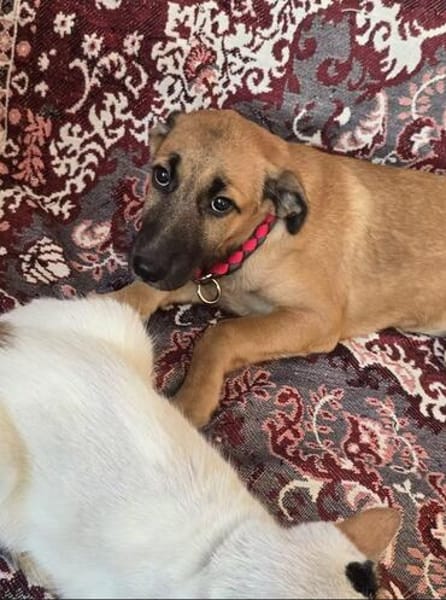 Kleine Rosie sucht ihr großes Glück-ein liebevolles Zuhause