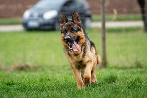 Aktiver, sportlicher Hero sucht Familie