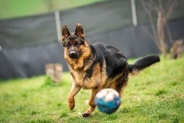 Aktiver, sportlicher Hero sucht Familie