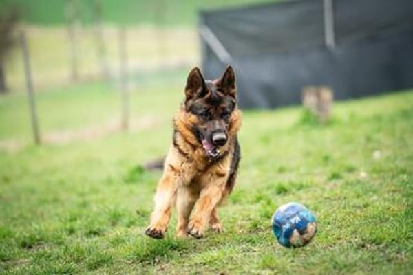 Aktiver, sportlicher Hero sucht Familie