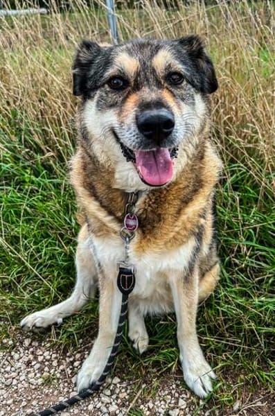 liebe Hundeomi Shalimar auf PS in 90475