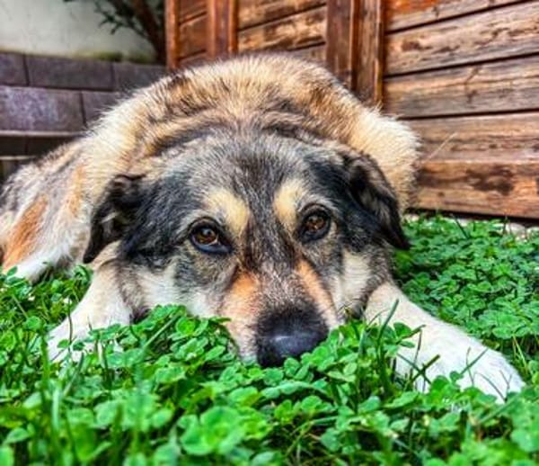liebe Hundeomi Shalimar auf PS in 90475