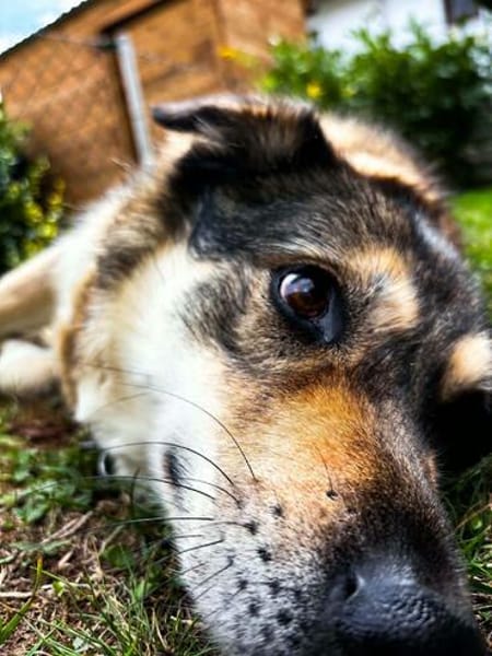 liebe Hundeomi Shalimar auf PS in 90475