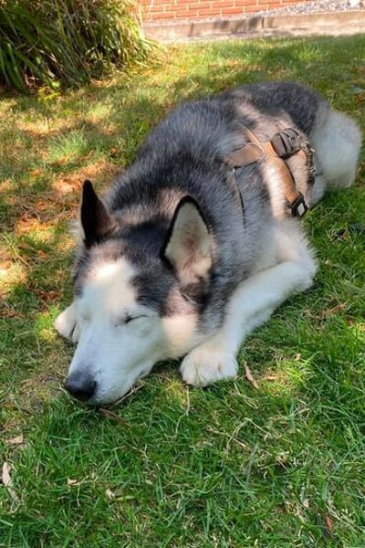 Husky MAXwartet schon in 56626 Andernach