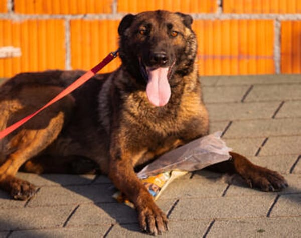 Laika 💗 wartet in 50259 Pulheim auf deinen Besuch