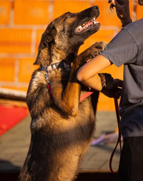Laika 💗 wartet in 50259 Pulheim auf deinen Besuch