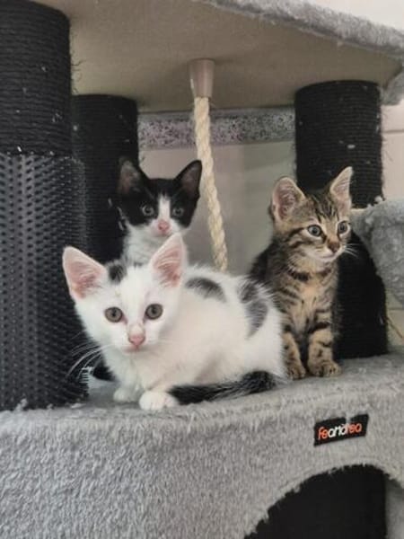Neo, Balu, Sammy, Mechthild