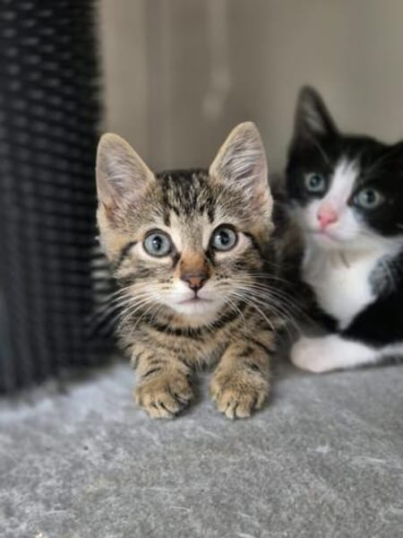 Neo, Balu, Sammy, Mechthild