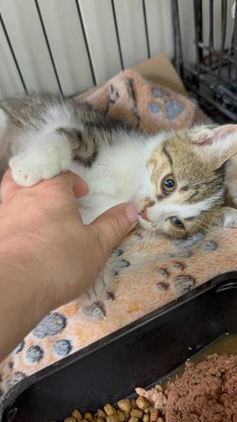 Lucky  kleiner Kämpfer auf der Suche nach seinem Glück