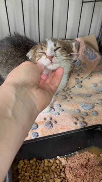 Lucky  kleiner Kämpfer auf der Suche nach seinem Glück