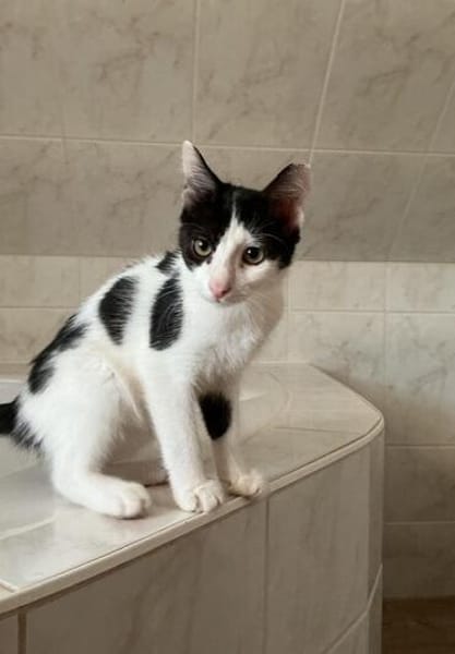 Franz und Kasimir aus dem Tierschutz