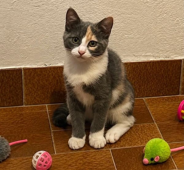 Zélinda