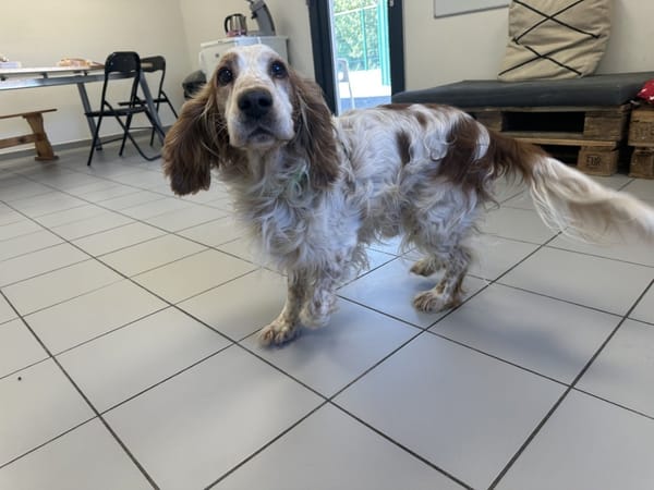 TAZ