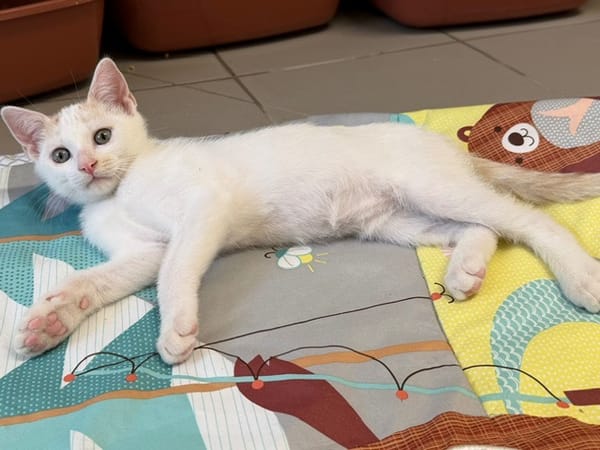Mangoustan (EN COURS D’ADOPTION)