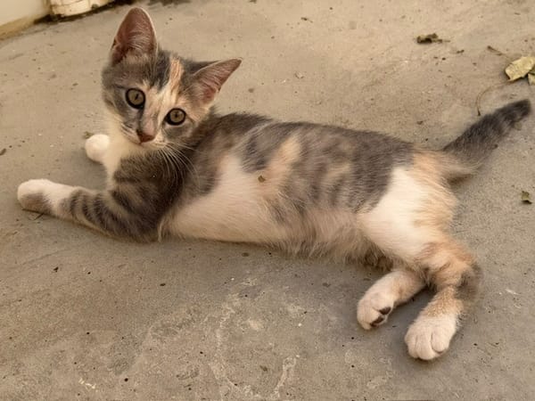 Maracuja