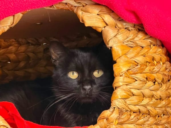 NOUGATI en SOS
