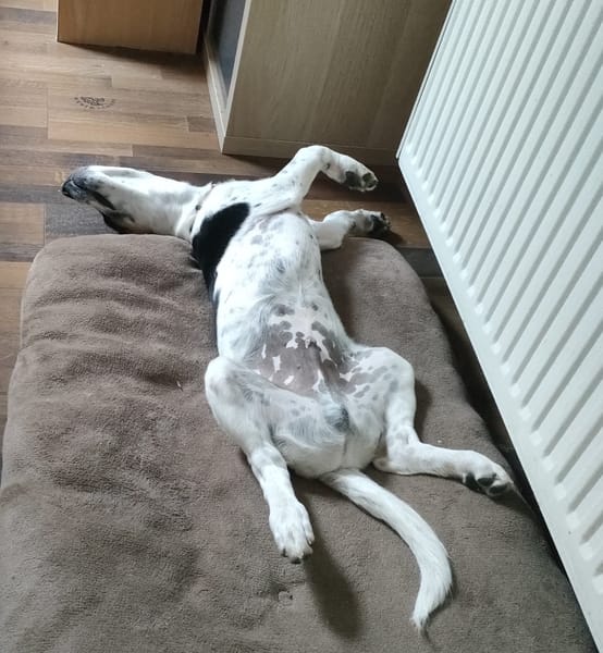 MAÏLO