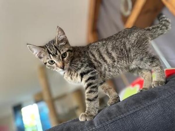 Joshi & Lucky  gemeinsam ins Für-immer-Zuhause