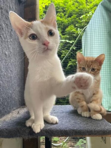 Joshi & Lucky  gemeinsam ins Für-immer-Zuhause