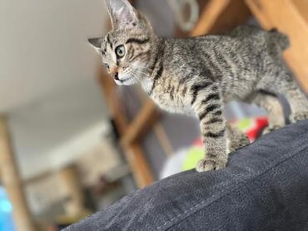 Joshi & Lucky  gemeinsam ins Für-immer-Zuhause