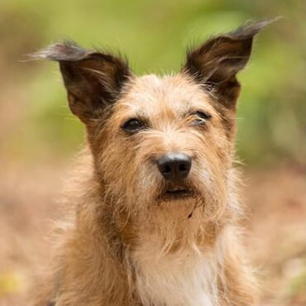 Lustige Terrier-Mix Hündin Julie wartet in 47445 Moers.