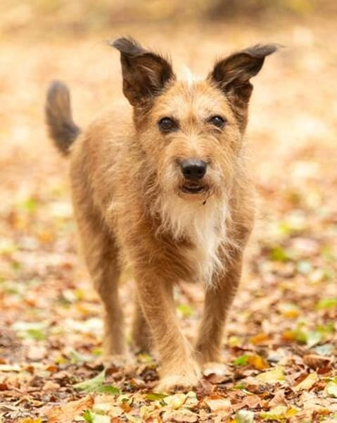 Lustige Terrier-Mix Hündin Julie wartet in 47445 Moers.