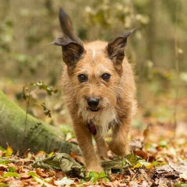 Lustige Terrier-Mix Hündin Julie wartet in 47445 Moers.