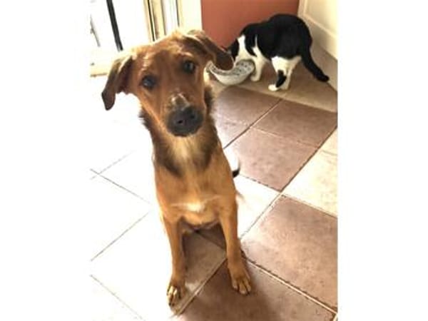 Chili - wartet in 53332 Bornheim