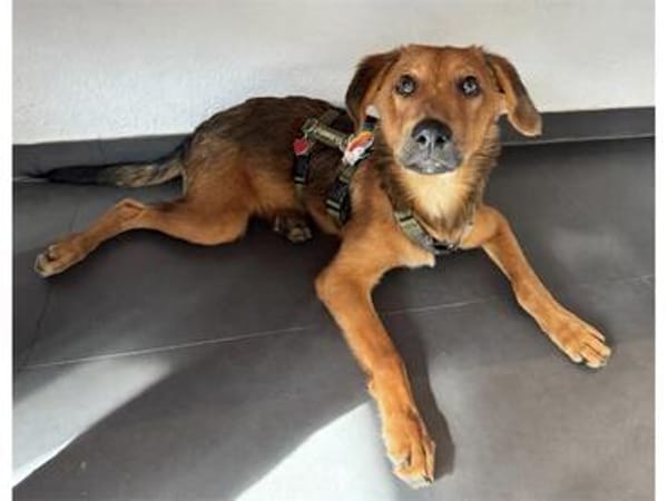 Chili - wartet in 53332 Bornheim