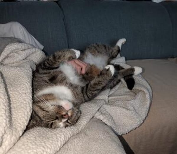 Sid sucht ein liebvolles Zuhause