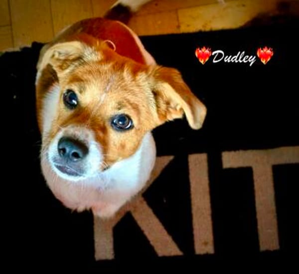 Dudley ist der Knaller