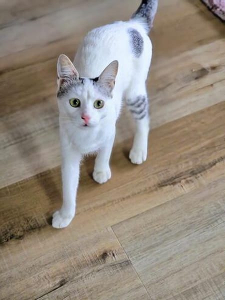 Junger verschmuster Kater LOKI sucht Sofa