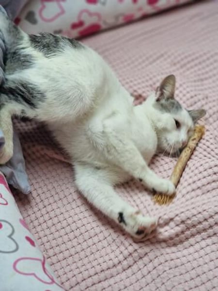 Junger verschmuster Kater LOKI sucht Sofa
