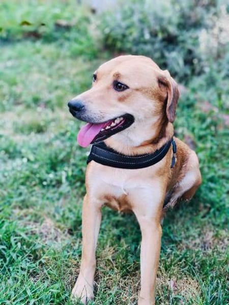 Labrador Mix Sahara