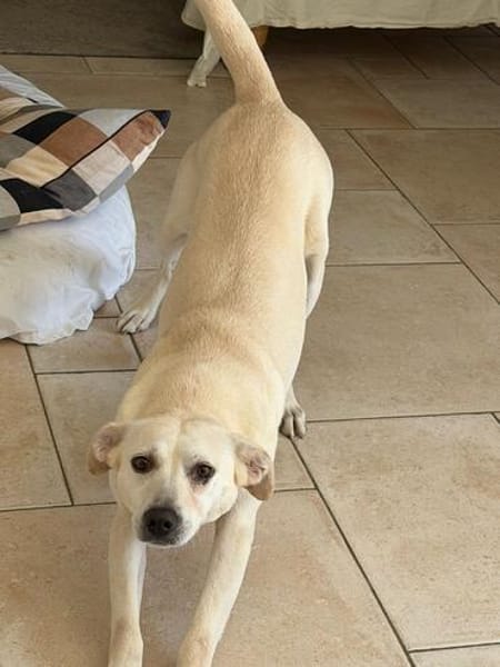 Mayla - liebenswerte Labrador-Mix- Hündin sucht ihr Zuhause