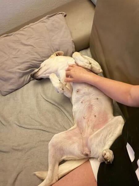 Mayla - liebenswerte Labrador-Mix- Hündin sucht ihr Zuhause