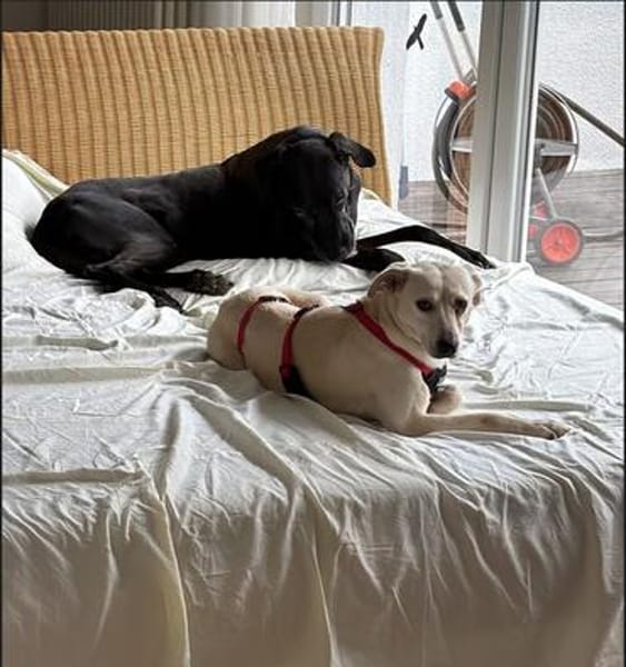 Mayla - liebenswerte Labrador-Mix- Hündin sucht ihr Zuhause