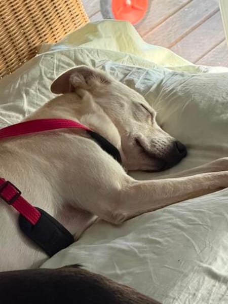Mayla - liebenswerte Labrador-Mix- Hündin sucht ihr Zuhause