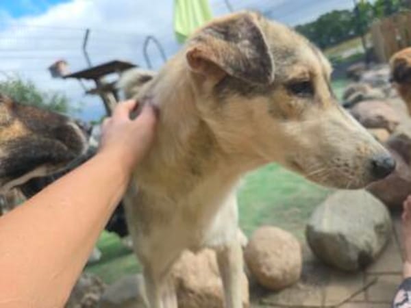 Freundlicher Loki sucht Zuhause