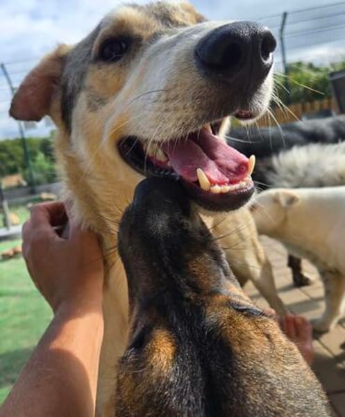 Freundlicher Loki sucht Zuhause