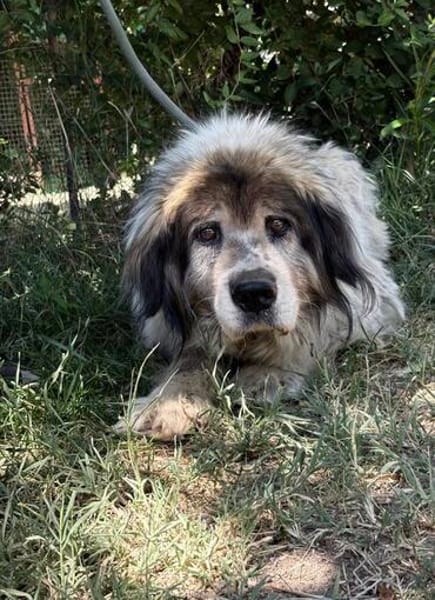 Bernat KK  Ein Hundeopa mit großem Herz sucht seinen würdig