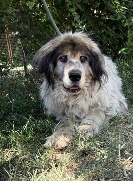 Bernat KK  Ein Hundeopa mit großem Herz sucht seinen würdig