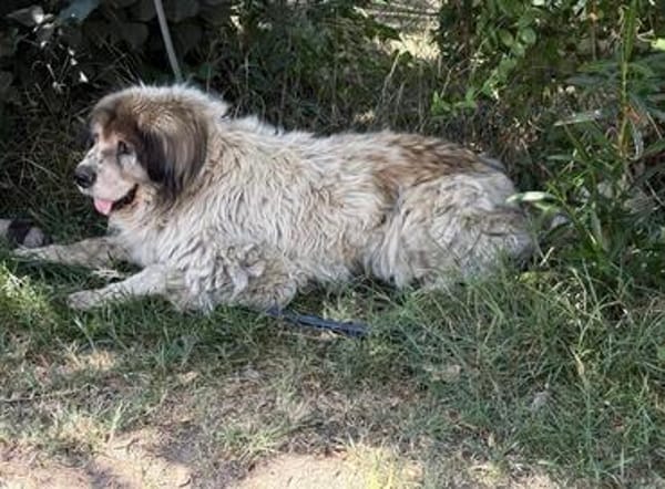 Bernat KK  Ein Hundeopa mit großem Herz sucht seinen würdig