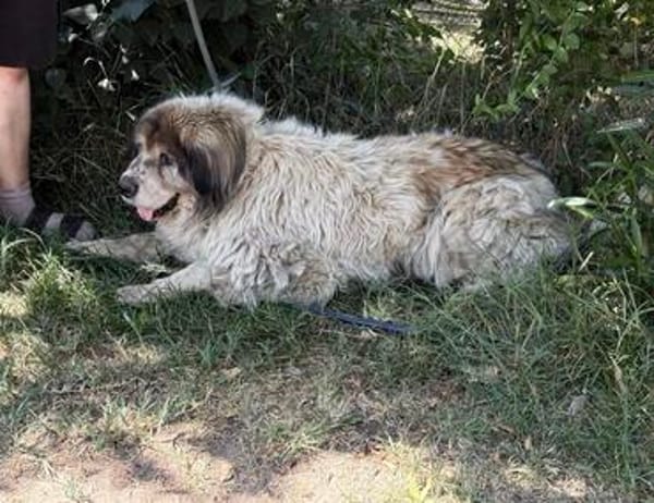 Bernat KK  Ein Hundeopa mit großem Herz sucht seinen würdig