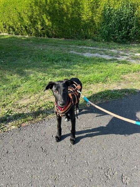 Jill ein kleiner Engel sucht sein Zuhause