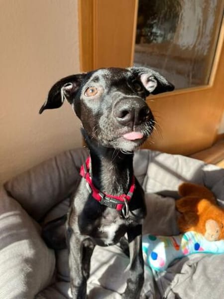 Jill ein kleiner Engel sucht sein Zuhause